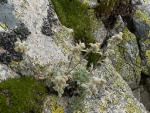 Genepi
