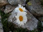 Leucantheme