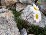 Leucantheme