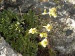Potentille des neiges