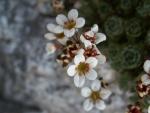 Saxifrage d'irat