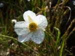 Renoncule des Pyrénées