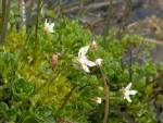 Saxifrage étoilée
