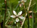 Saxifrage étoilée