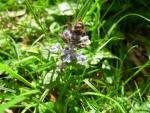 Bugle