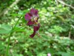 Géranium livide