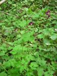 Géranium livide