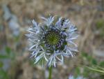 Jasione