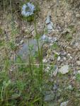 Jasione