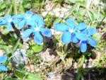 Gentiane orbiculaire