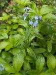 Myosotis