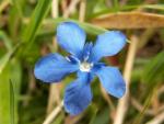 Gentiane orbiculaire