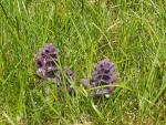 Bugle