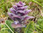 Bugle
