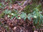 Hellebore vert