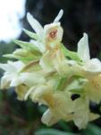 Orchis sureau