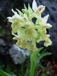 Orchis sureau