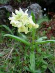 Orchis sureau