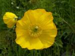Méconopsis