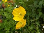 Méconopsis
