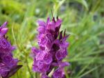 Orchis à large feuilles