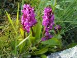 Orchis à larges feuilles