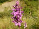 Orchis à larges feuilles