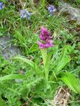 Orchis male