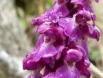 Orchis male