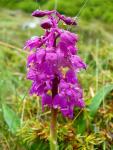 Orchis male