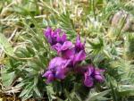 oxytropis des pyrénées