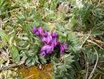 Oxytropis des Pyérénées