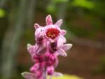 Saxifrage intermédiaire
