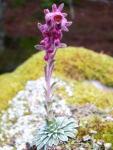 Saxifrage intermédiaire