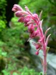 Saxifrage intermédiaire
