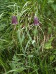 Fritillaire
