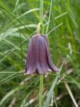 Fritillaire