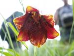 Fritillaire