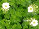 saxifrage aquatique