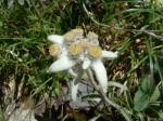 Edelweiss