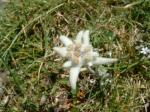 Edelweiss