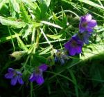 Geranium sylvaticum