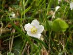 oxalis