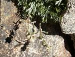 genepi