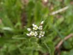 Braya alpina
