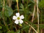 Saxifrage à tige dréssée