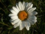 Camomille