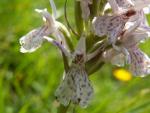 orchis tacheté