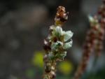 polygonum vivparum