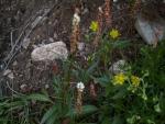 polygonum viviparum